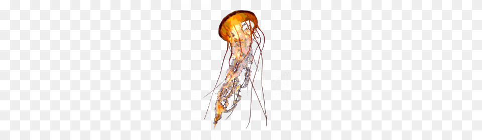 Jellyfish, Animal, Invertebrate, Sea Life Png Image