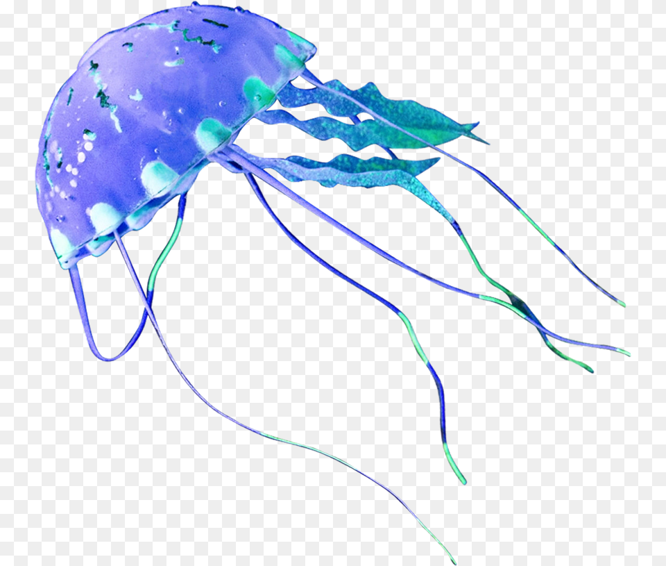 Jellyfish, Animal, Sea Life, Invertebrate Png