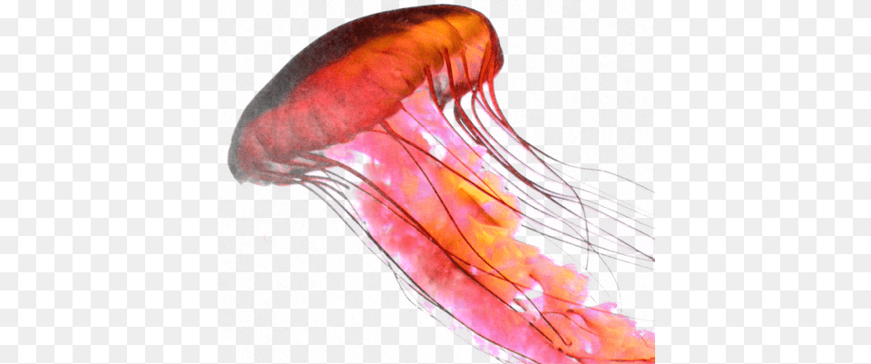Jellyfish, Animal, Invertebrate, Person, Sea Life Free Png Download