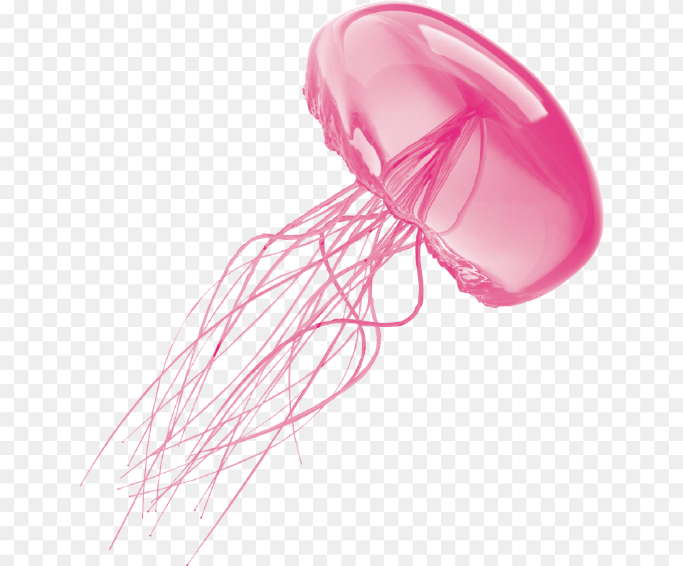 Jellyfish, Animal, Sea Life, Invertebrate Png Image