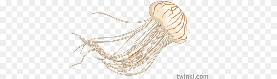 Jellyfish 2 Illustration Twinkl Illustration, Animal, Sea Life, Invertebrate, Smoke Pipe Free Transparent Png