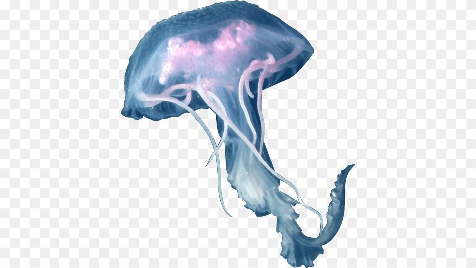 Jellyfish, Animal, Invertebrate, Sea Life, Chandelier Png Image