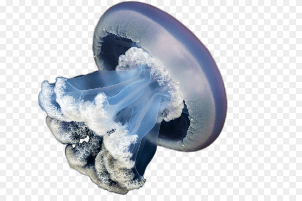 Jellyfish, Animal, Sea Life, Invertebrate, Wedding Free Png Download