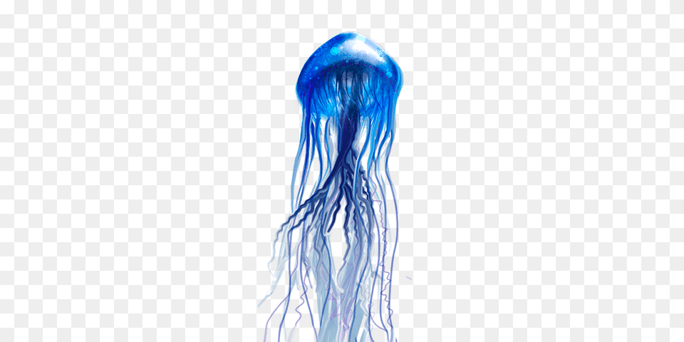 Jellyfish, Animal, Invertebrate, Sea Life, Adult Free Transparent Png