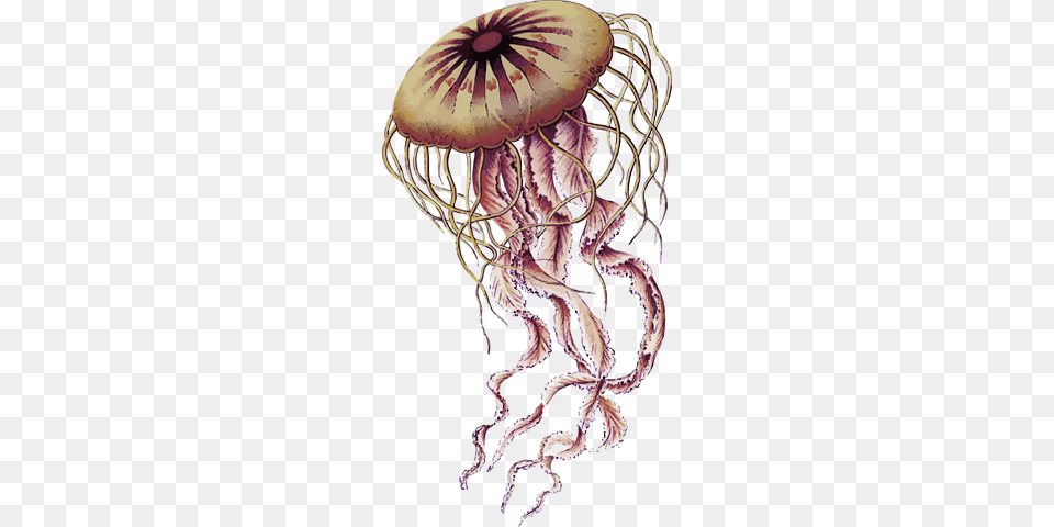 Jellyfish, Animal, Sea Life, Invertebrate, Person Png Image