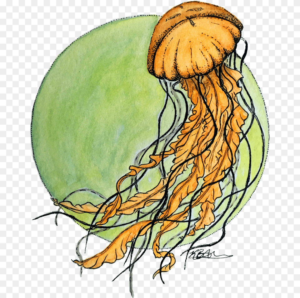 Jellyfish, Animal, Sea Life, Person, Invertebrate Png