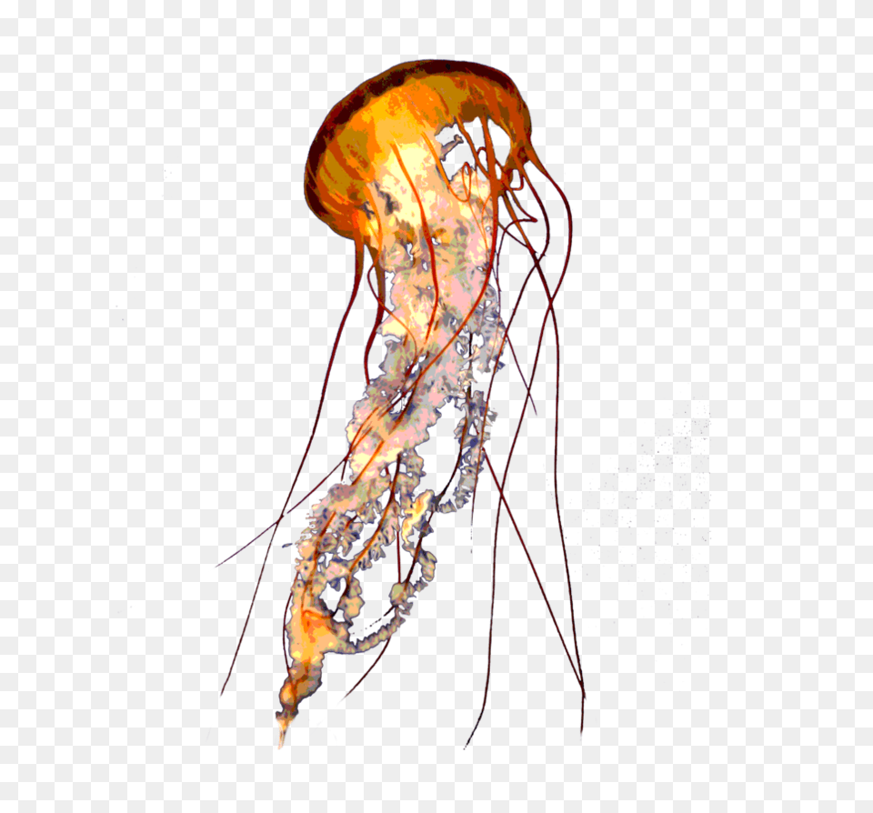 Jellyfish, Animal, Sea Life, Invertebrate, Wedding Png