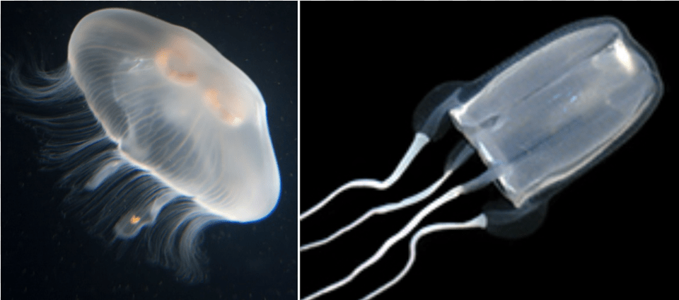 Jellyfish, Animal, Sea Life, Invertebrate, Bird Free Png Download
