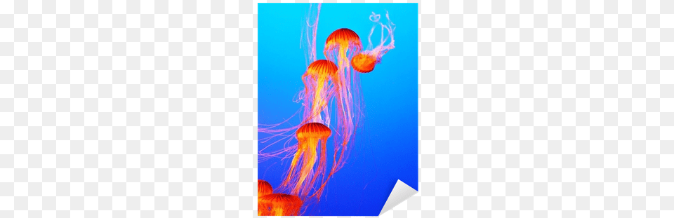 Jellyfish, Animal, Sea Life, Invertebrate, Bonfire Free Png Download