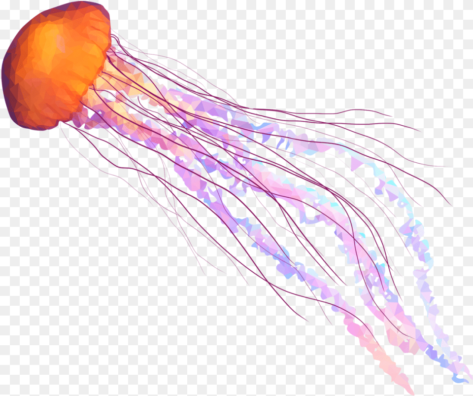 Jellyfish, Animal, Sea Life, Invertebrate, Person Png