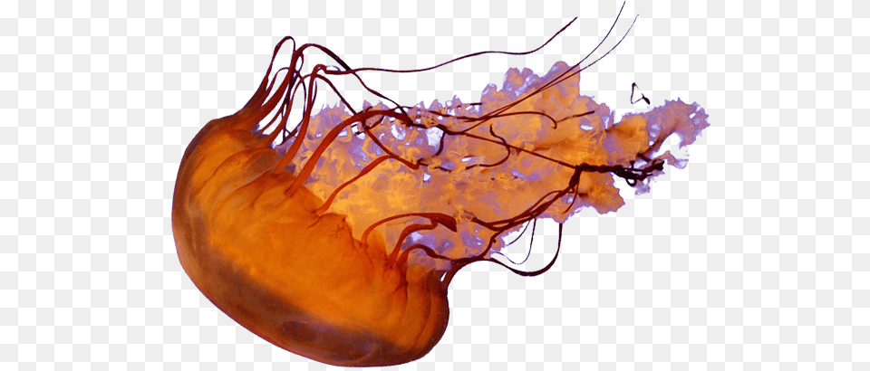 Jellyfish, Animal, Sea Life, Invertebrate, Food Png