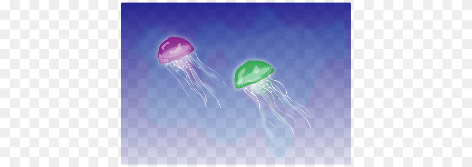 Jellyfish Animal, Invertebrate, Sea Life Free Png Download