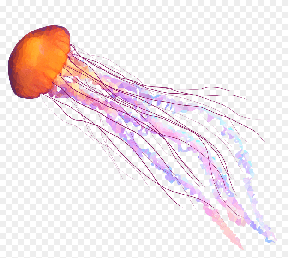 Jellyfish, Animal, Invertebrate, Sea Life Free Png