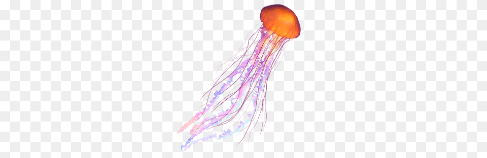 Jellyfish, Animal, Sea Life, Invertebrate, Dynamite Png