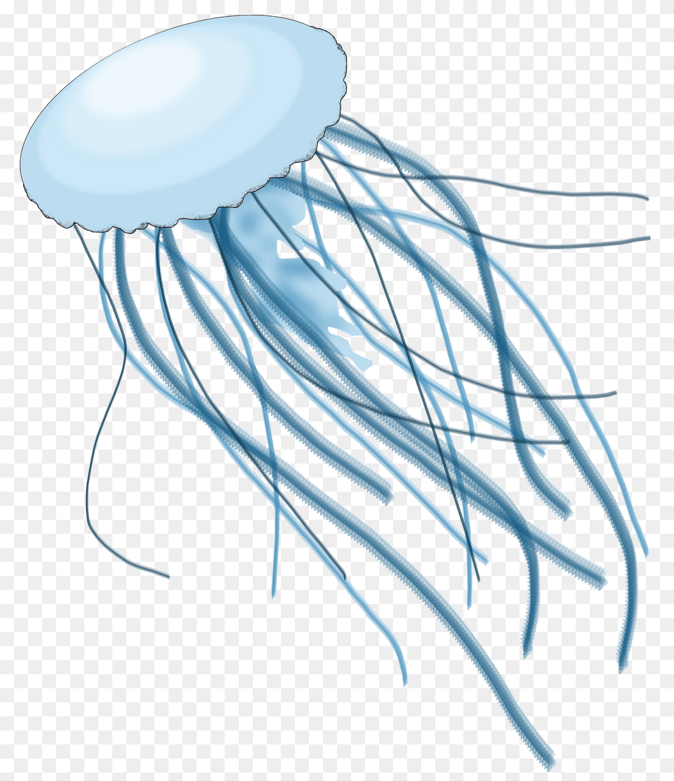 Jellyfish Clipart, Animal, Sea Life, Invertebrate Png