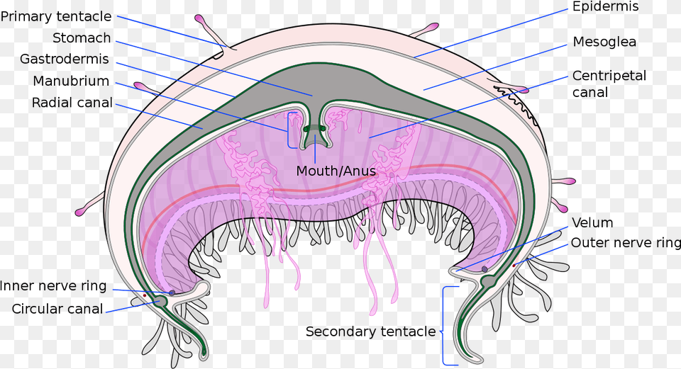 Jellyfish Cross Section, Animal, Sea Life, Invertebrate Png