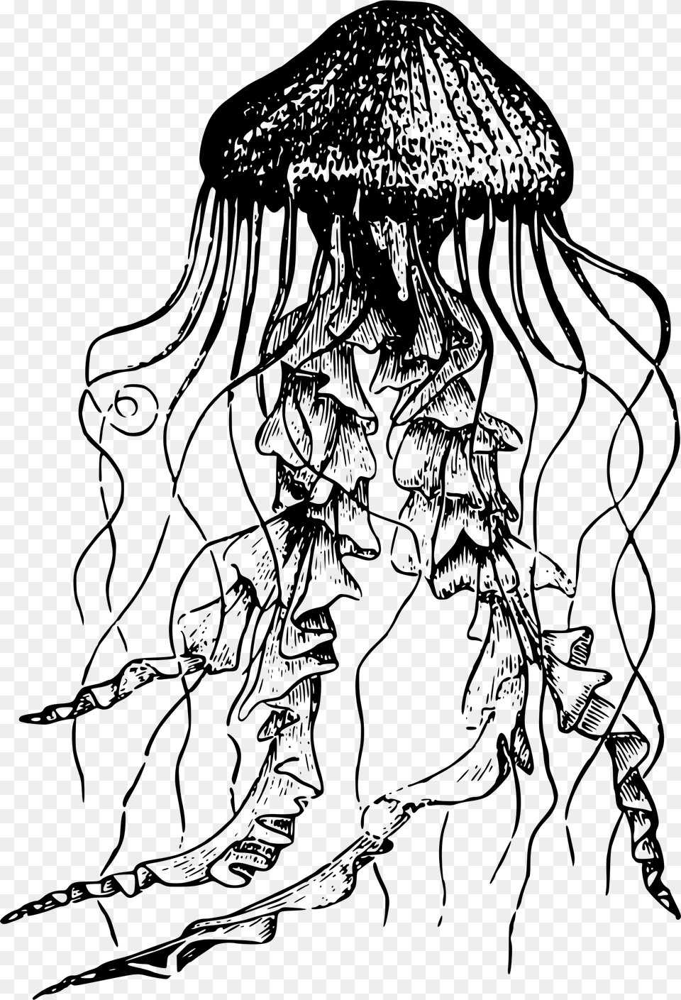 Jellyfish Drawing Jellyfish Black And White, Gray Free Png