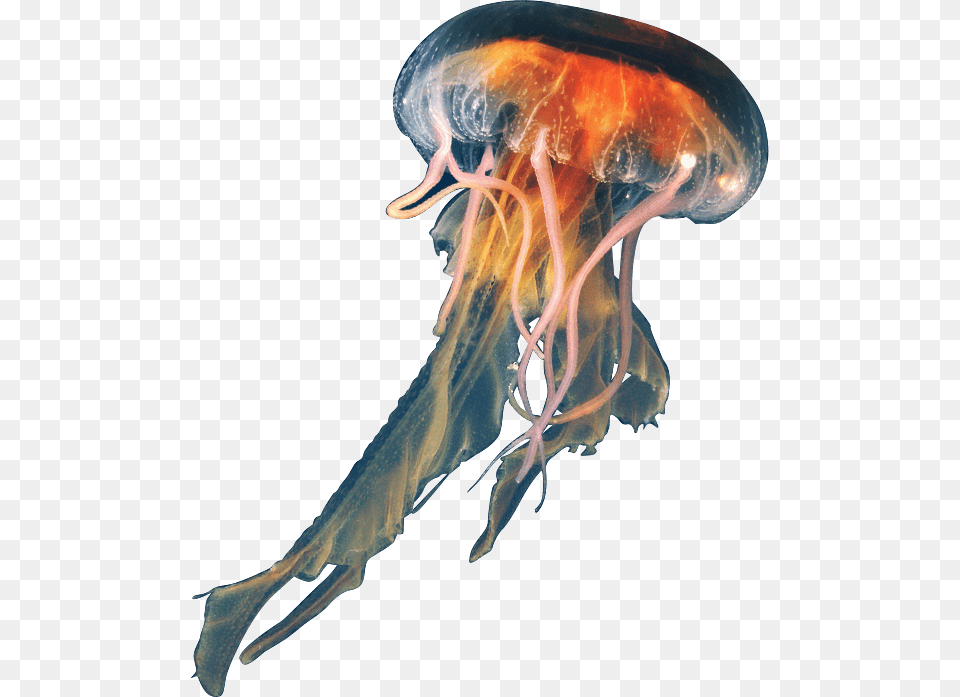 Jellyfish Image Jellyfish, Animal, Sea Life, Invertebrate, Adult Free Png Download