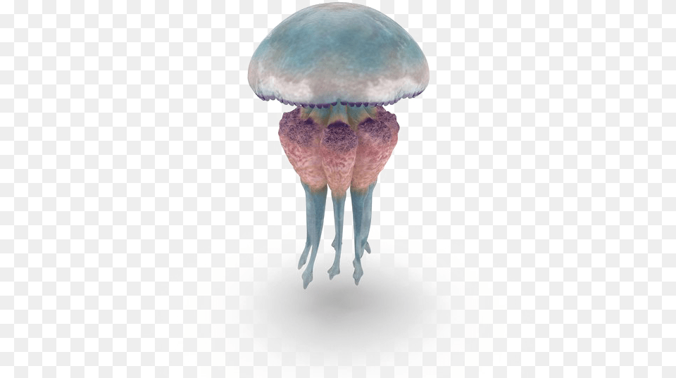 Jellyfish Image Jellyfish, Animal, Sea Life, Invertebrate Free Png