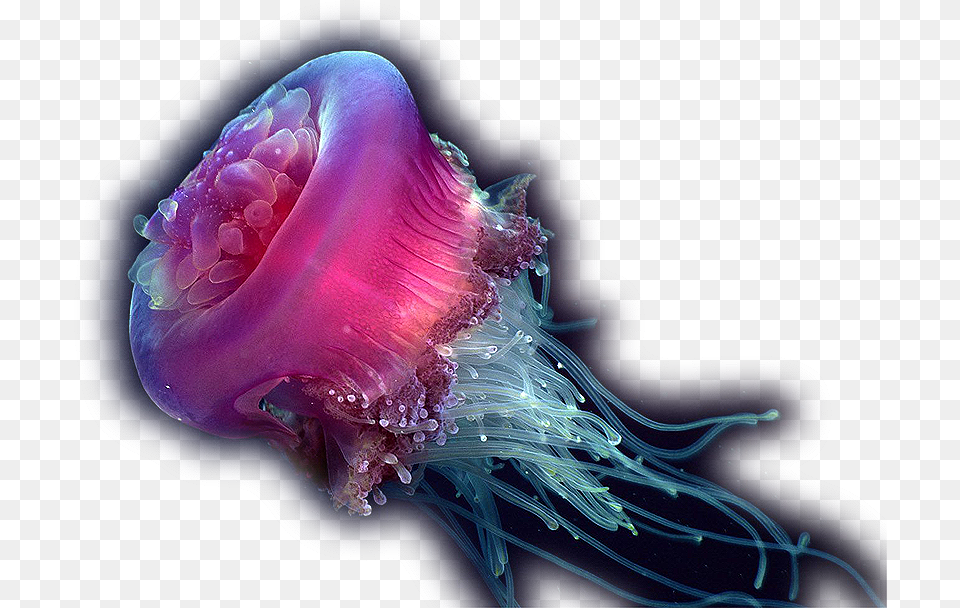 Jellyfish Pendant Jellyfish Art Necklace Jellyfish, Animal, Sea Life, Invertebrate Png Image