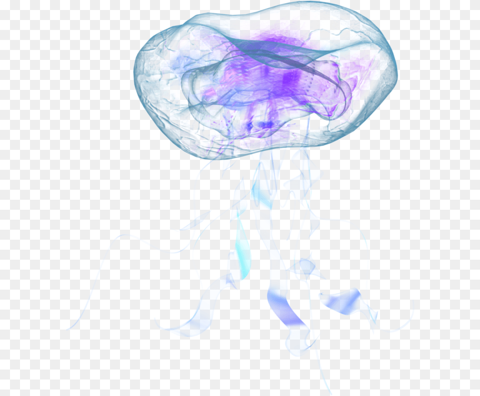 Jellyfish Real Jellyfish, Animal, Invertebrate, Sea Life, Person Png Image