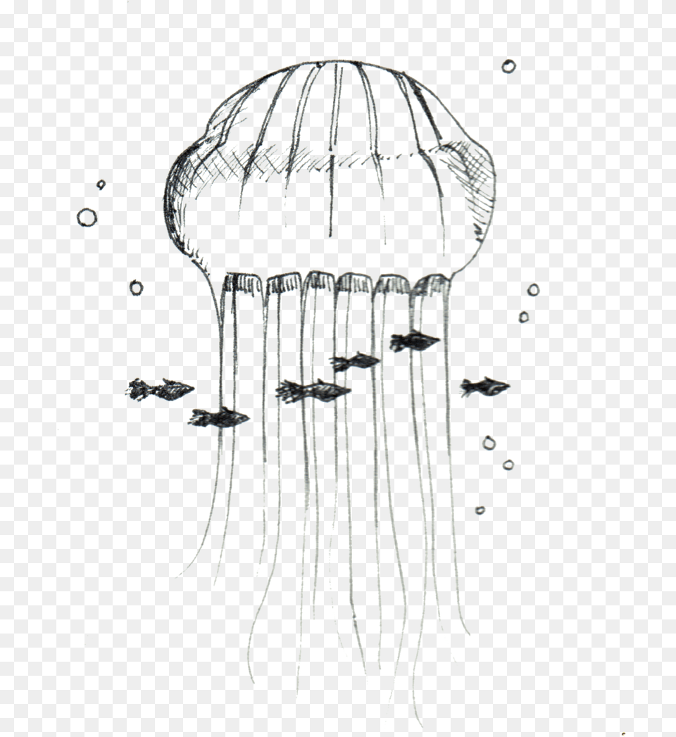 Jellyfish Sketch, Animal, Sea Life, Invertebrate, Person Free Transparent Png