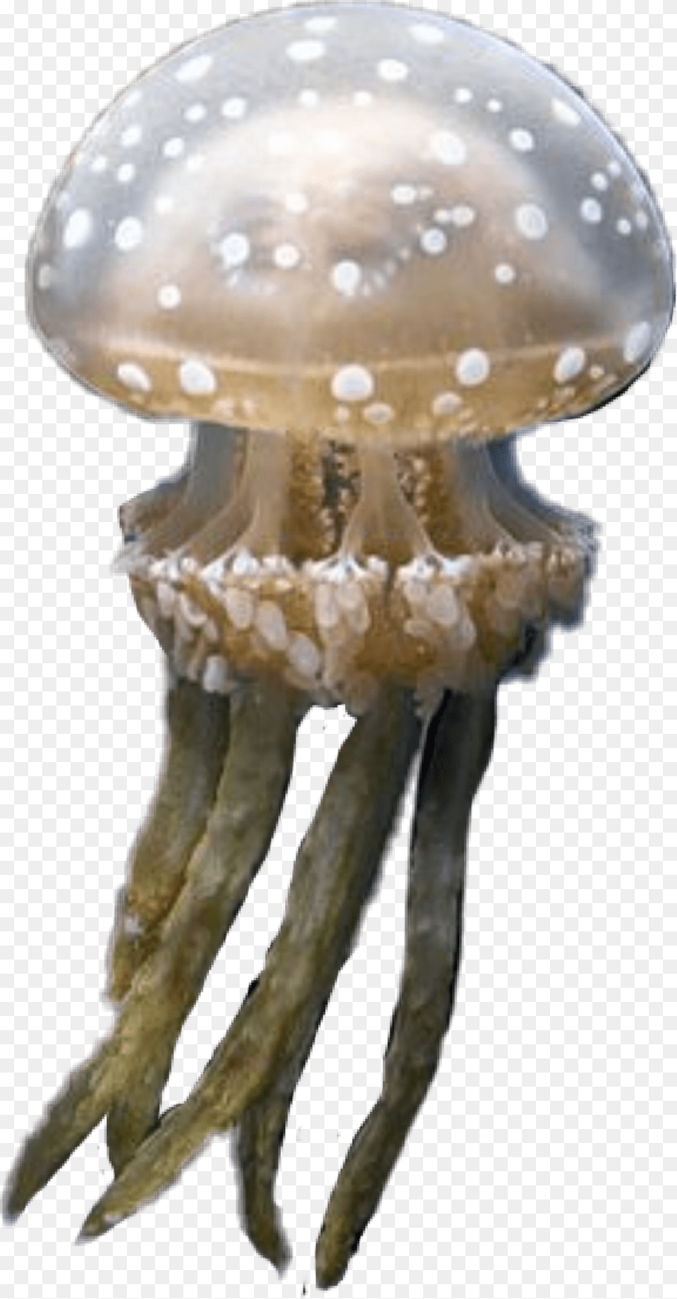 Jellyfish Sticker Russula Integra, Animal, Invertebrate, Sea Life Free Transparent Png