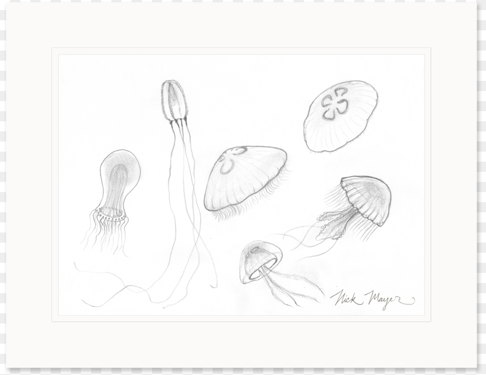 Jellyfish Study Original Pencil Sketch Drawing, Art, Fungus, Plant Free Png