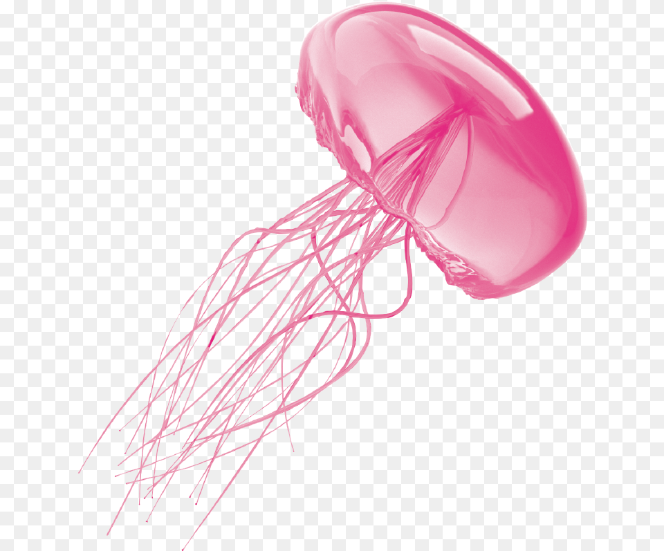 Jellyfish Transparent Background Jelly Fish No Background, Animal, Sea Life, Invertebrate Png Image