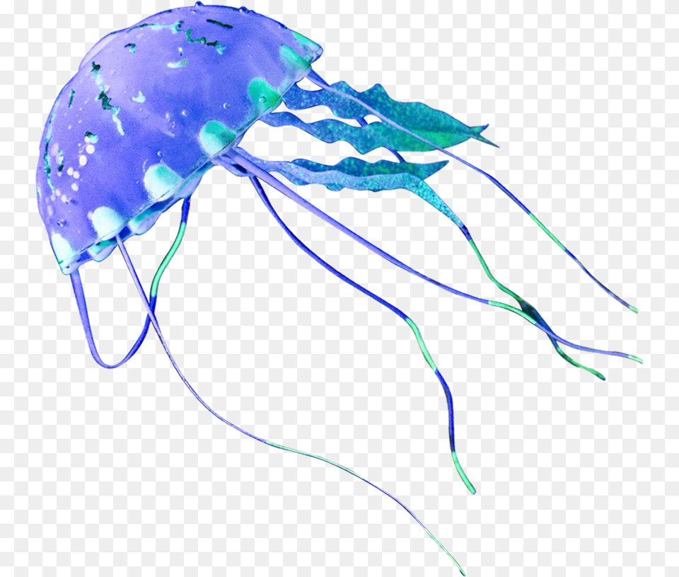 Jellyfish Transparent Clipart, Animal, Sea Life, Invertebrate Free Png