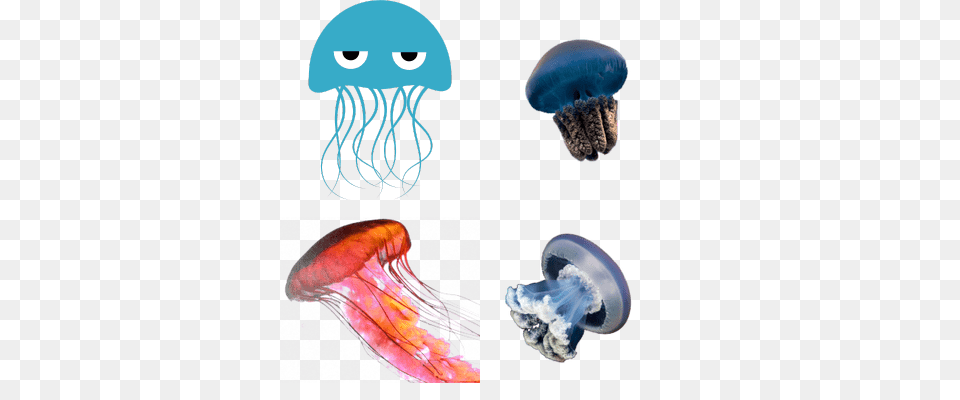 Jellyfish Transparent Images, Animal, Sea Life, Invertebrate, Baby Free Png Download