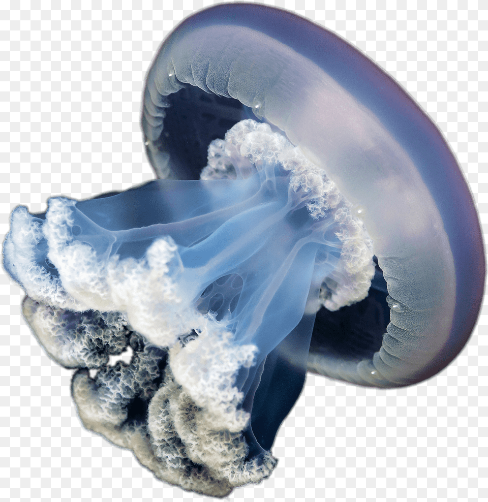 Jellyfish With No Background, Animal, Sea Life, Invertebrate, Wedding Png Image