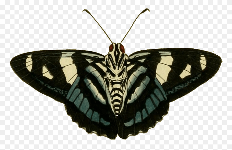 Jemadia Gnetus, Animal, Insect, Invertebrate, Butterfly Free Transparent Png