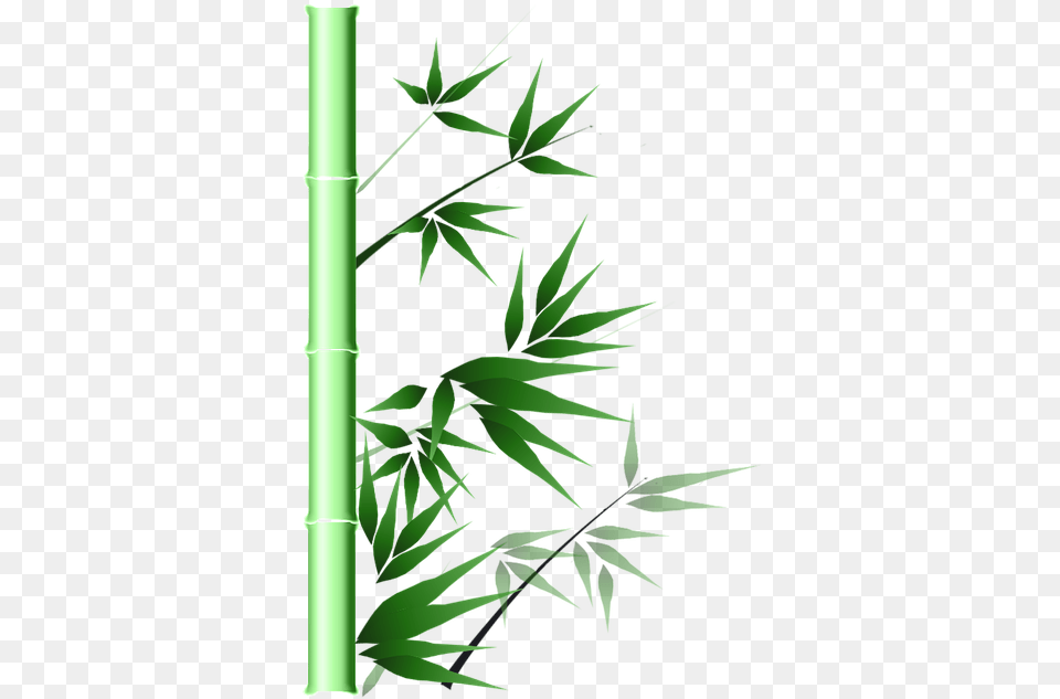 Jenis Jenis Bambu Hias Lengkap Dengan Wallpaper Gambar Bambus Transparent, Bamboo, Plant Free Png
