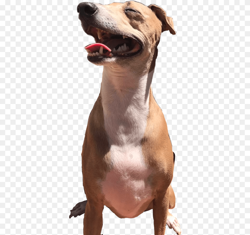 Jennamarbles Iggy Italiangreyhound Sticker Freetoedit Peach Jenna Marbles Transparent, Animal, Canine, Dog, Mammal Png Image