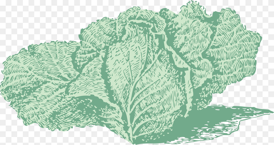 Jersey Cabbage Clip Arts, Food, Leafy Green Vegetable, Plant, Produce Free Png