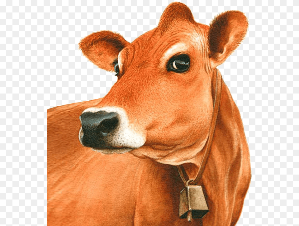 Jersey Cow Head Clipart, Animal, Cattle, Livestock, Mammal Free Png Download