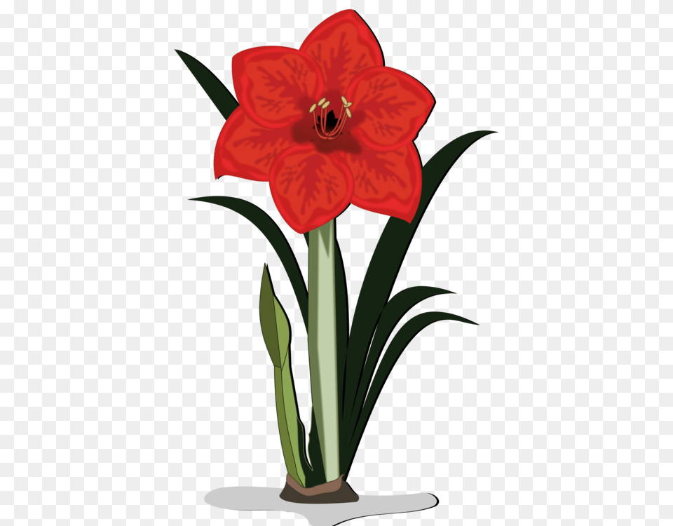 Jersey Lily Cut Flowers Amaryllis Bulb, Flower, Plant Png