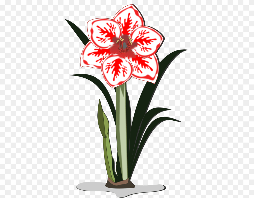 Jersey Lily Floral Design Flower Raster Graphics Amaryllis, Plant Free Png