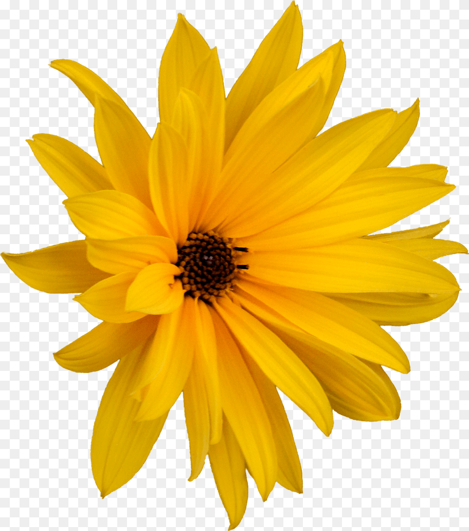 Jerusalem Artichoke Flower, Daisy, Plant, Sunflower, Petal Free Transparent Png