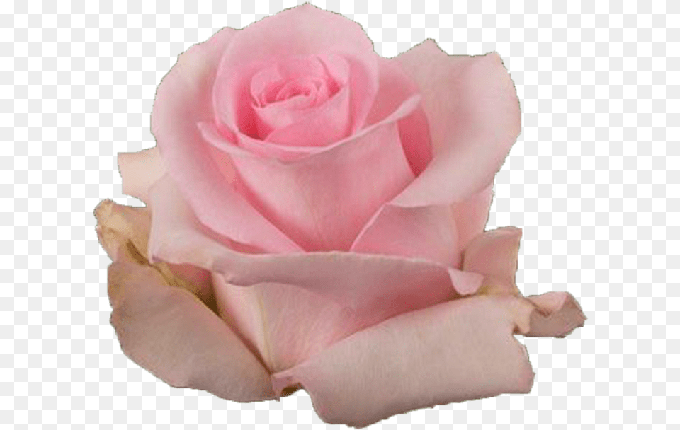 Jessika Pink Rose Garden Roses, Flower, Petal, Plant Free Png Download