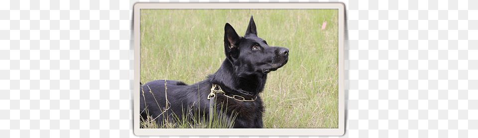 Jet Is Our Young Male And The First Completely Black Dog, Animal, Canine, Mammal, Pet Png