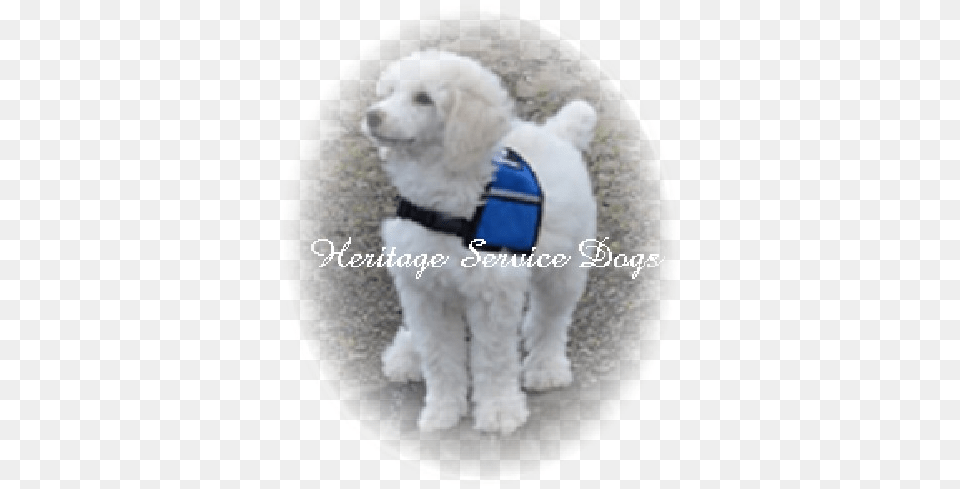 Jett Was Placed In Oregon Into Our Quotguardianquot Breeding Toy Poodle, Animal, Pet, Mammal, Vest Free Png Download