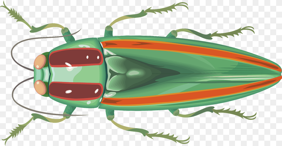 Jewel Beetle Insect Clipart, Animal, Fish, Sea Life, Shark Free Png Download