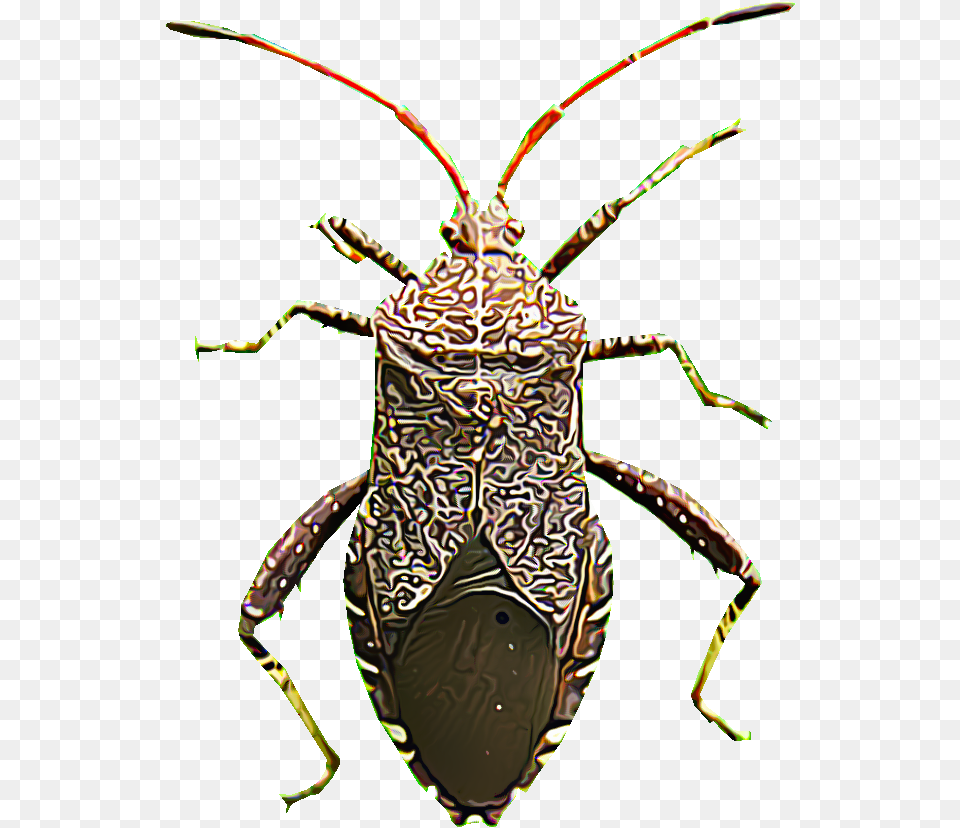 Jewel Beetles, Animal, Invertebrate, Spider Free Transparent Png
