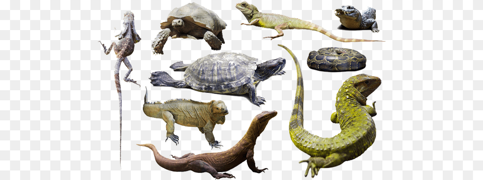 Jha Reptiles Home Reptiles Animals, Animal, Reptile, Sea Life, Turtle Png Image
