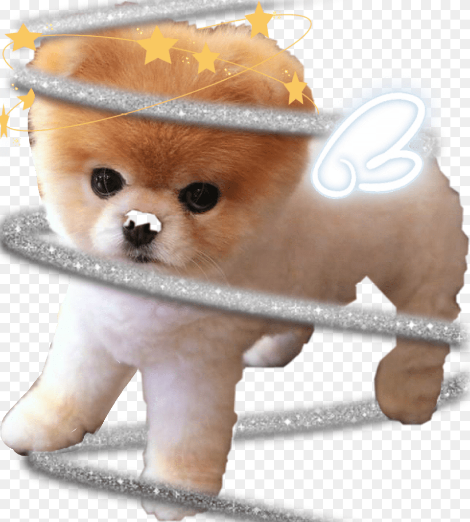 Jiffpom Sticker Pomeranian, Animal, Canine, Dog, Mammal Free Transparent Png