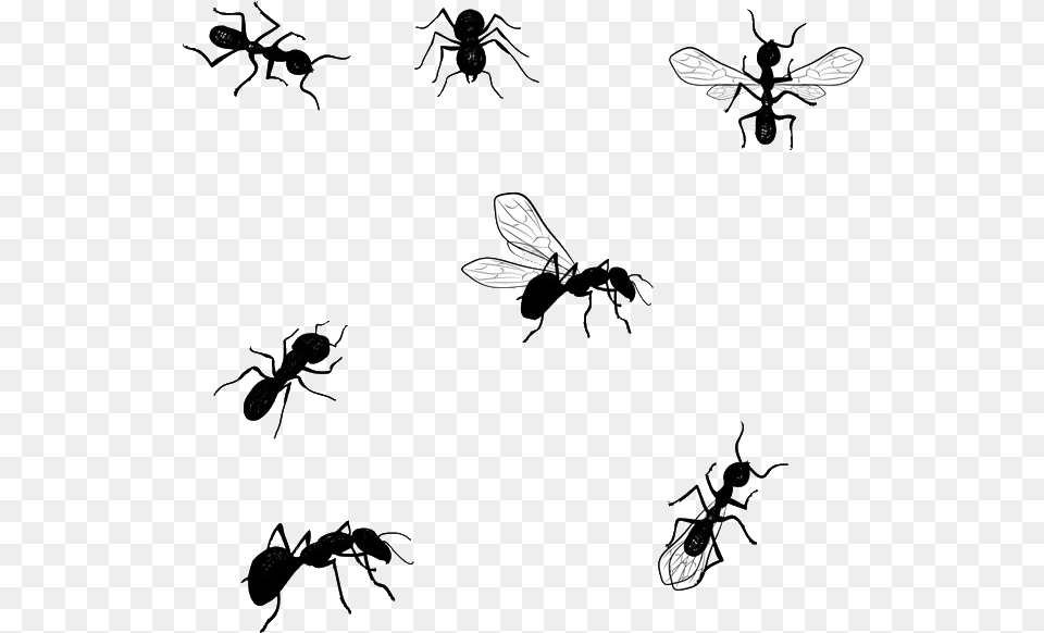Jiminey Kricket Exterminating Ants Desenho Formiga, Animal, Bee, Insect, Invertebrate Free Transparent Png