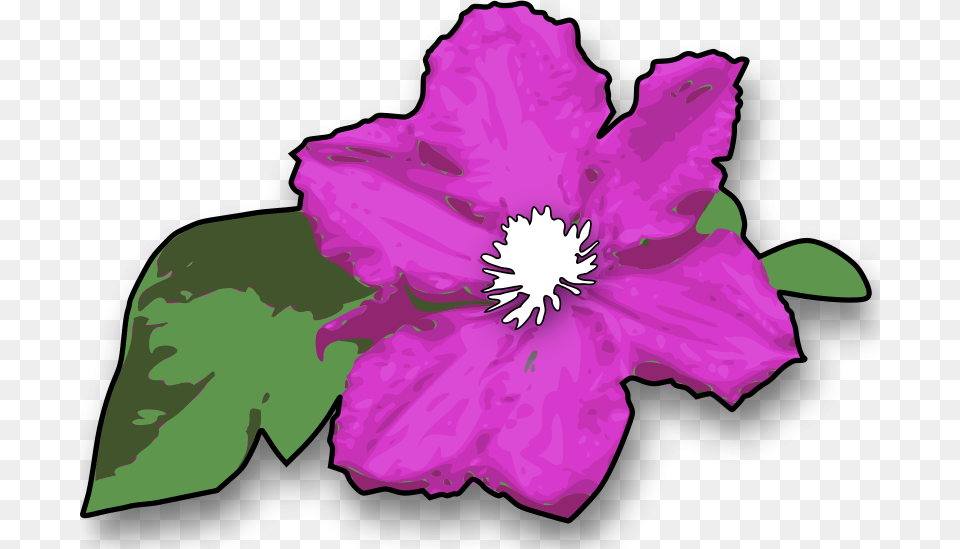Jimmiet, Anemone, Anther, Plant, Flower Free Transparent Png