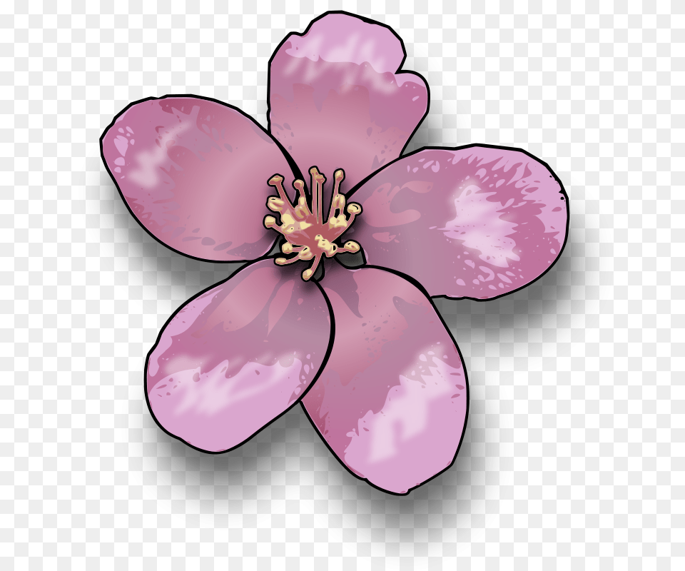 Jimmiet Apple Blossom, Flower, Petal, Plant, Anther Png Image